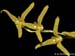 Pleurothallis_stenophylla