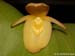 Pleurothallis_titan