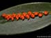 Pleurothallis_truncata
