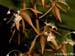 Polycycnis_muscifera