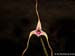 Porroglossum_spec