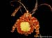 Psychopsis_papilio