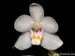 Pteroceras_semiteretifolium