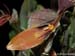 Restrepia