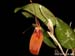 Restrepia_cuprea
