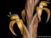 Sarcoglottis_portillae