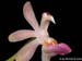 Sarcoglyphis_mirabilis