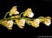 Scelochilus_spec