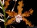 Schomburgkia_amazonica