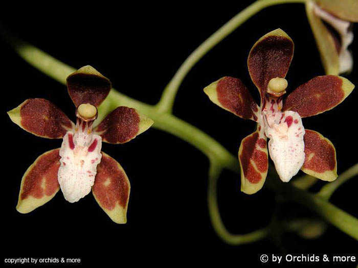 Solenidium_peruvianum