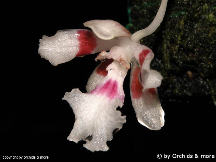 Trichocentrum_pfavii_