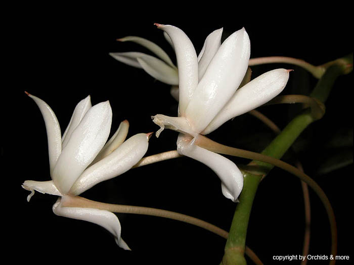 Aerangis_ellisii_ellisii