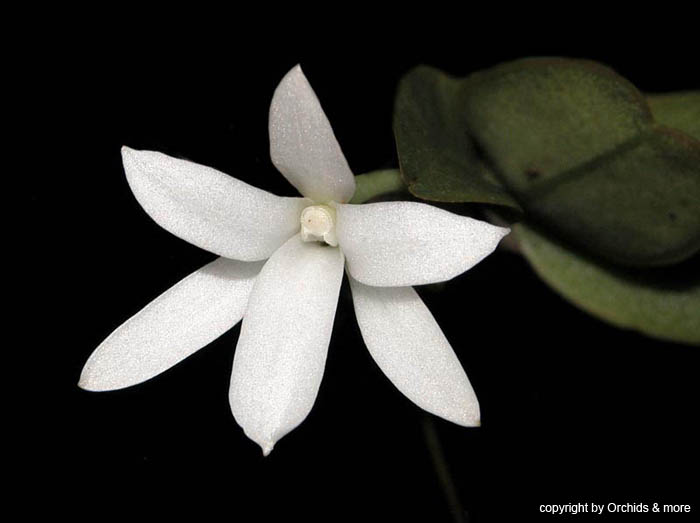 Aerangis_fastuosa