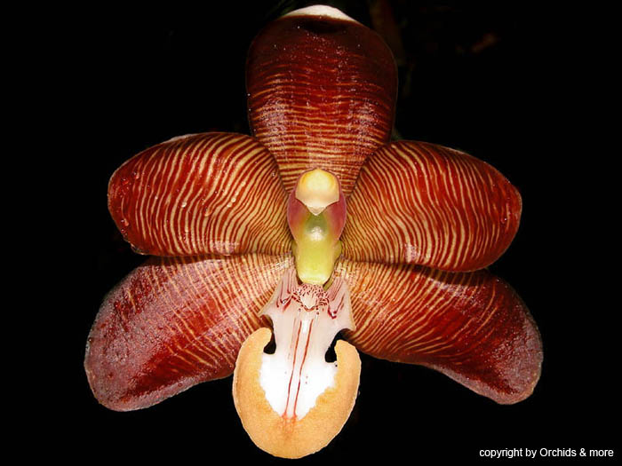 Arachnanthe_cathcartii