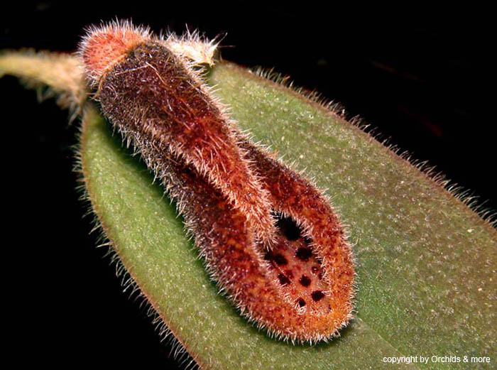 Dresslerella_caesariata