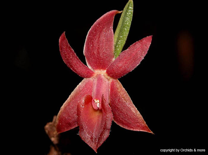 Epidendrum_sophronitoides