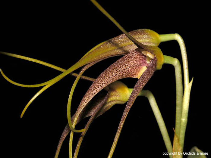 Masdevallia_cinnamomea