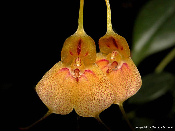 Masdevallia_pteroglossa