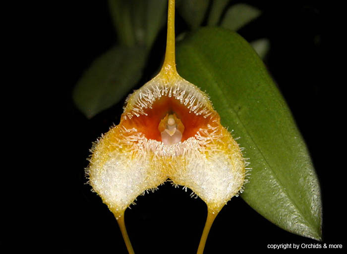 Masdevallia_strobelii