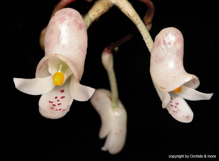 Schlimmia_trifida