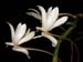 Aerangis_ellisii_ellisii