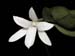 Aerangis_fastuosa