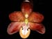 Arachnanthe_cathcartii