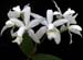 Cattleya_intermedia_ alba