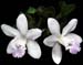Cattleya_intermedia_ dwarf
