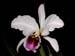 Cattleya_percivalliana_semialba