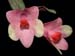 Dendrobium_cuthbertsonii_bicolor