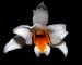 Dendrobium_kontumense