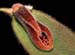 Dresslerella_caesariata