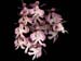 Epidendrum_atacazoicum