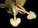 Epidendrum_moronense