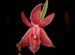 Epidendrum_sophronitoides