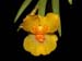 Lockhartia_longifolia