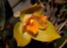 Lycaste