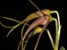 Masdevallia_cinnamomea