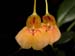 Masdevallia_pteroglossa
