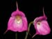 Masdevallia_uniflora