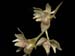 Notyliopsis_beatricis