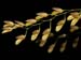 Pleurothallis_grobyi_trilineata
