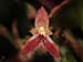 Pleurothallis_rabei