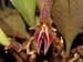 Pleurothallis_rabei_