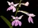 Ponerorchis_graminifolia