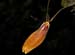 Restrepia_elegans