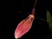 Restrepia_guttulata