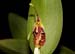 Restrepia_muscifera