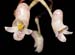 Schlimmia_trifida